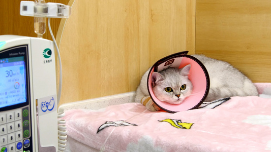 4K宠物医院猫猫猫咪打吊针猫猫治疗视频