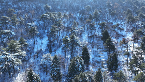 航拍冬天森林树木雪景自然风景4k素材42秒视频