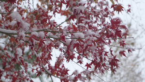 4K实拍冬季大雪红枫叶积雪雪景12秒视频