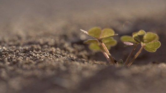 沙地里的爬行蚂蚁实拍视频视频