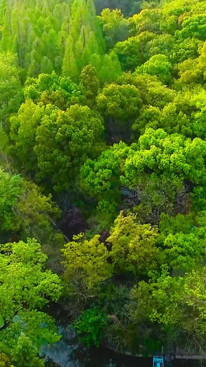 树林深处的房屋森林公园90秒视频