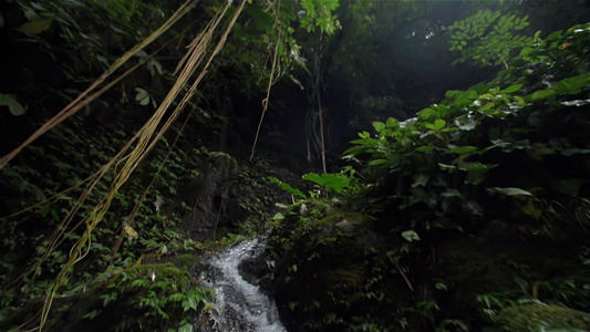 丛林小溪水流实拍视频视频