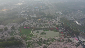 航拍武汉樱花园美景23秒视频