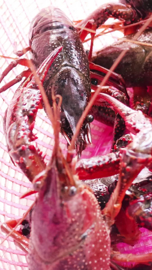 新鲜小龙虾实拍视频美食小龙虾34秒视频