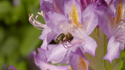 蜜蜂采花实拍视频视频