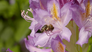 蜜蜂采花实拍视频33秒视频