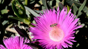 蜜蜂采花实拍视频28秒视频