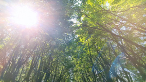 丛林小道穿梭在林荫路上阳光透过树叶洒下14秒视频