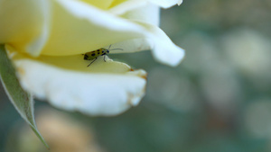 鲜花里的昆虫8秒视频