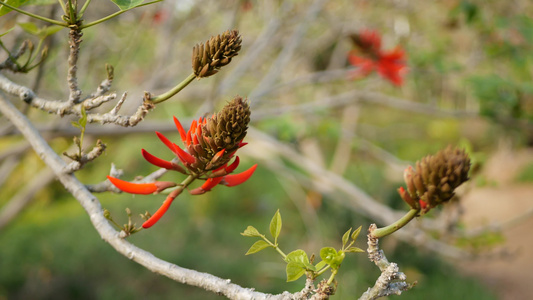 美国加利福尼亚州花园中的珊瑚树红花视频