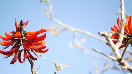 美国加利福尼亚州花园中的珊瑚树红花。刺桐火焰树春暖花开，浪漫的植物气息，精致的异域热带花朵。春天艳丽的色彩。柔视频