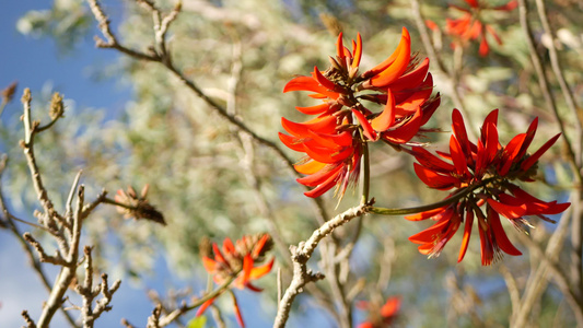 美国加利福尼亚州花园中的珊瑚树红花视频