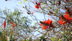 美国加利福尼亚州花园中的珊瑚树红花15秒视频