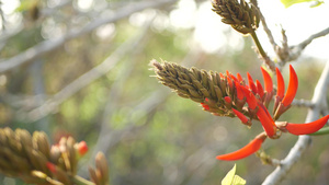 美国加利福尼亚州花园中的珊瑚树红花14秒视频