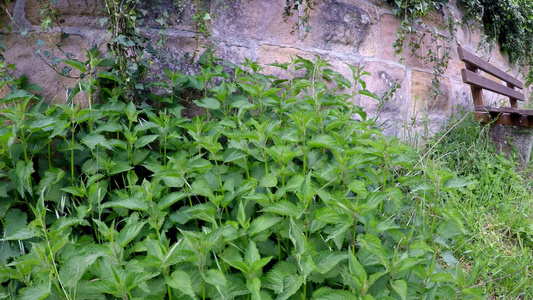 、食品和药用植物视频