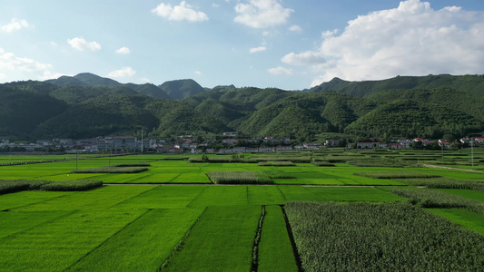 美丽乡村田园风光绿色水稻航拍视频