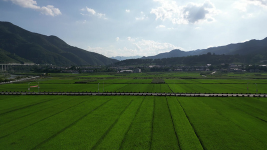 美丽乡村田园风光绿色水稻航拍视频