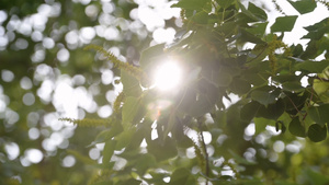 阳光直射下的树叶55秒视频
