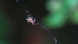 蜘蛛织网实拍14秒视频