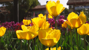 城市春天花季阳光下的郁金香花展4k素材24秒视频