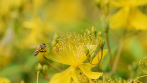 小蜜蜂在花丛中采蜜 慢镜头5秒视频