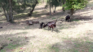 4K野外山坡上母山羊带着小山羊吃草动物视频素材32秒视频