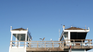 海鸥由救生塔在码头、加里福尼亚usa, 生命卫兵守望塔小屋和蓝天11秒视频