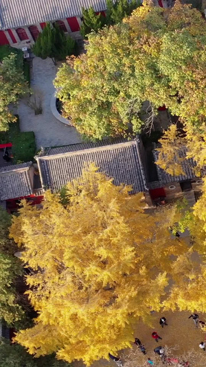 秋季的银杏及寺庙古建筑航拍视频定林寺47秒视频