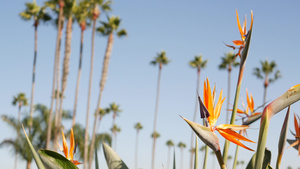 美国加利福尼亚州洛杉矶的棕榈树17秒视频