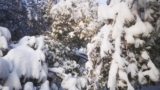 冬天雪景视频