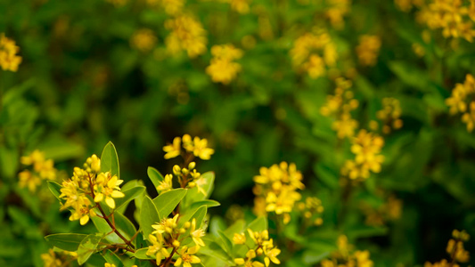 恒星形金色花朵的永绿灌木 长生不老的绿色灌木 闪耀着视频