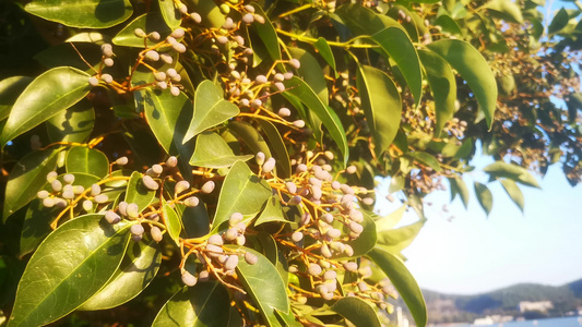 实拍植物果实鲜花视频