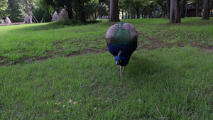 美丽的多彩孔雀 在公园的绿草上吃着食物10秒视频