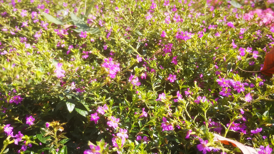 实拍植物果实鲜花视频