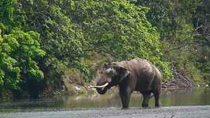 在巴迪亚国家公园的阿萨大象32秒视频