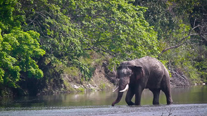 在巴迪亚国家公园的阿萨大象40秒视频