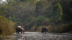 在巴迪亚国家公园的阿萨大象41秒视频