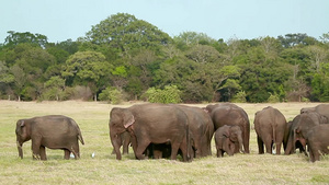 国家公园中的大象21秒视频