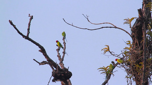 巴迪亚国家公园内长颈长尾鹦鹉23秒视频