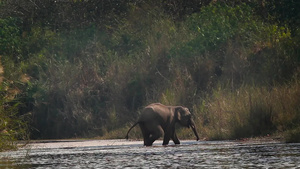 在巴迪亚国家公园的阿萨大象15秒视频