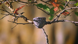 明内里亚国家公园的白青扇尾鸟22秒视频
