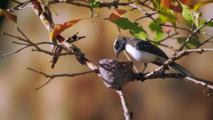 明内里亚国家公园的白青扇尾鸟19秒视频