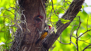 尼帕巴迪亚国家公园的鸟类25秒视频