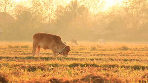 温暖日落下在农村田野吃草的牛29秒视频