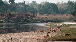 在巴迪亚国家公园发现鹿和猪鹿17秒视频