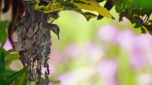 巴迪亚国家公园的紫色太阳鸟视频