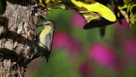 巴迪亚国家公园的紫色太阳鸟视频