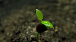 雨后茁壮生长的植物嫩芽27秒视频