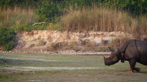 巴迪亚国家公园内最大的独角犀牛18秒视频