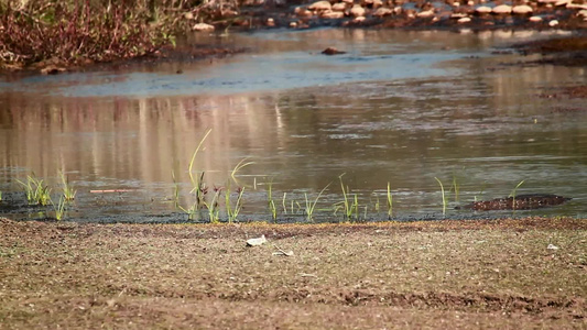 国家公园的鳄鱼视频